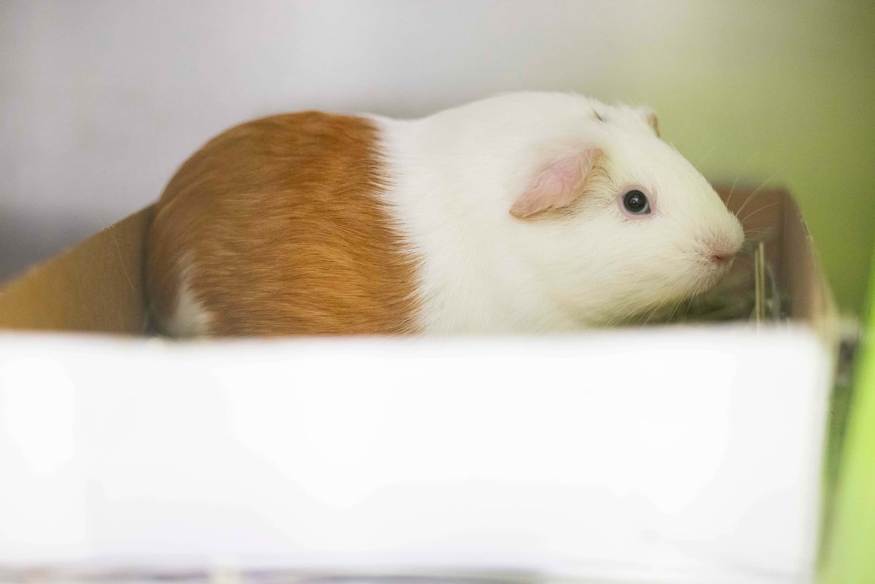 Six-month-old guinea pig Snow White sits in her kennel during the Dog Days of Summer event...