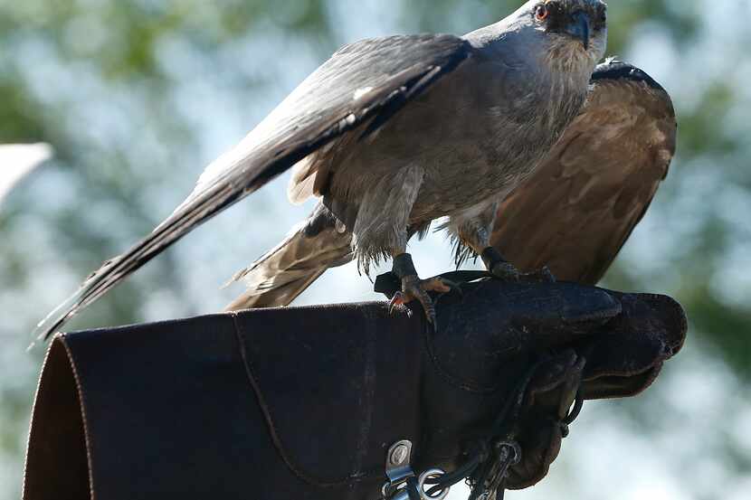 A Mississippi kite is pictured in this file photo. A Southlake neighborhood is being...