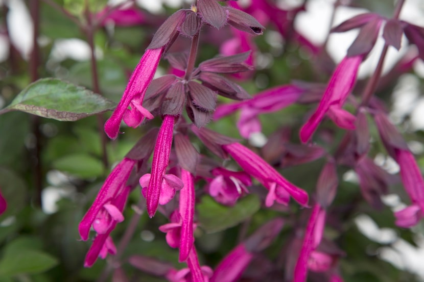 'Love and Wishes' Salvia