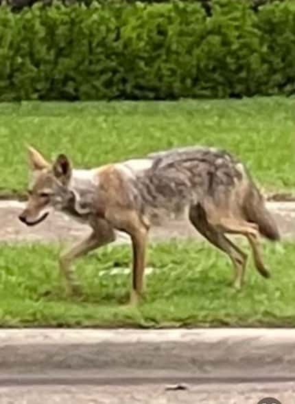 A coyote attacked a 2-year-old child in the 9200 block of Royalpine Drive, near White Rock...