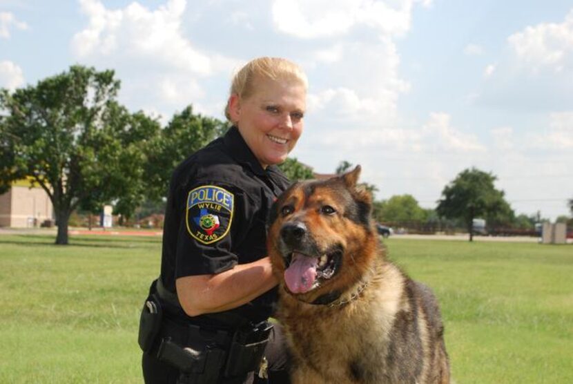 
Caro, the Wylie Police Department’s K-9 for the past five years, has retired after an...