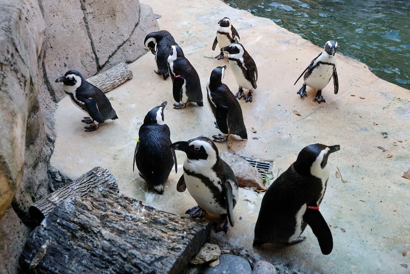 Penguins are seen roaming their habitat at the Dallas Zoo, Wednesday, Jan. 8, 2025, in Dallas.