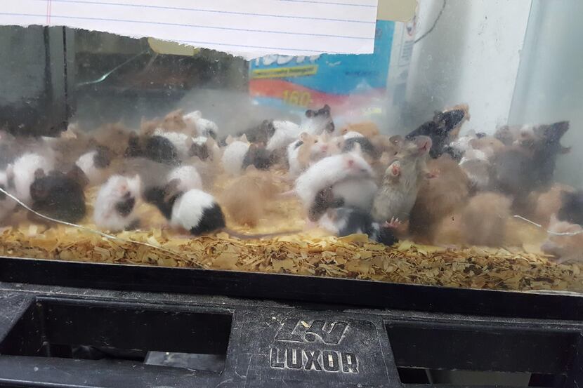 More than 80 small acquariums with rats and mice were removed from a small room at the back...