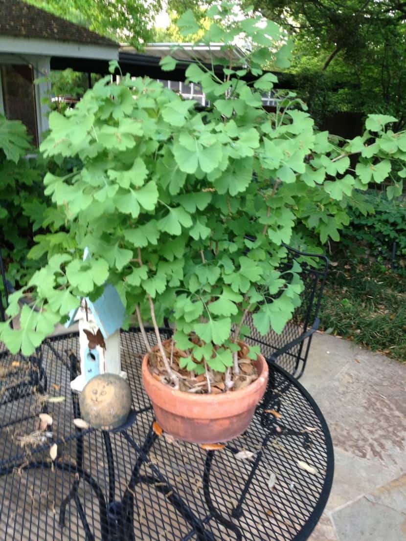 You can grow small ginkgo trees in containers. 