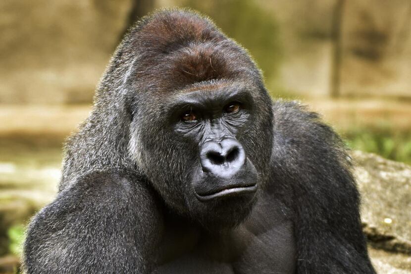 
This 2015 file photo provided by the Cincinnati Zoo and Botanical Garden shows Harambe, a...
