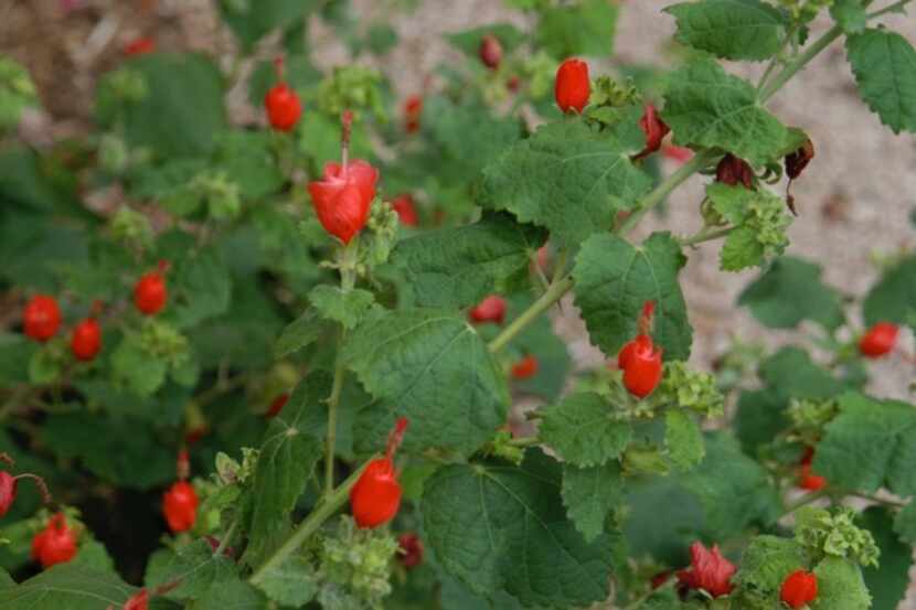 Turk's Cap (Malvaviscus arboreus var. drummondii) shows red flowers during hot weather at...