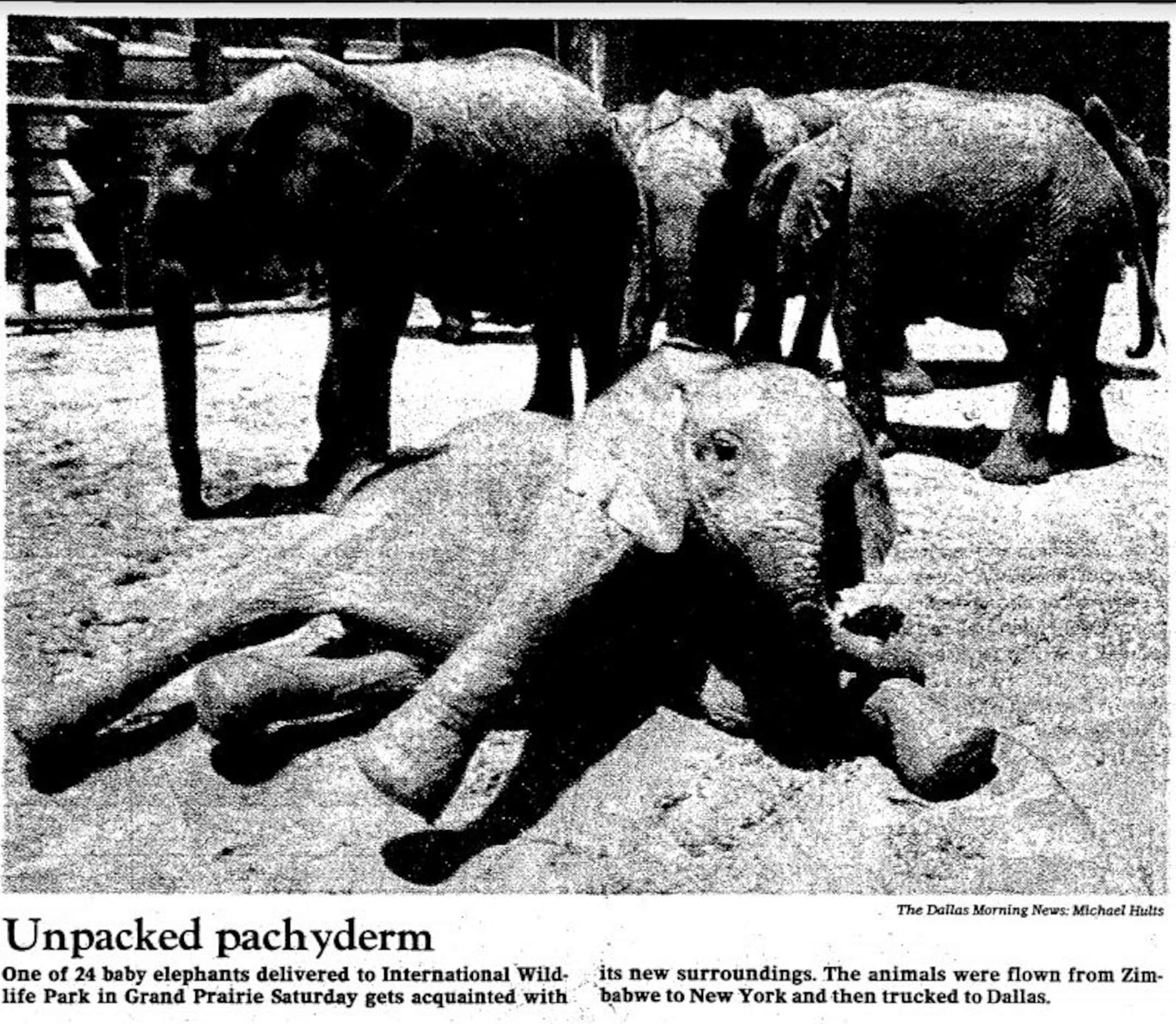 A baby elephant that was delivered to International Wildlife Park in 1982.