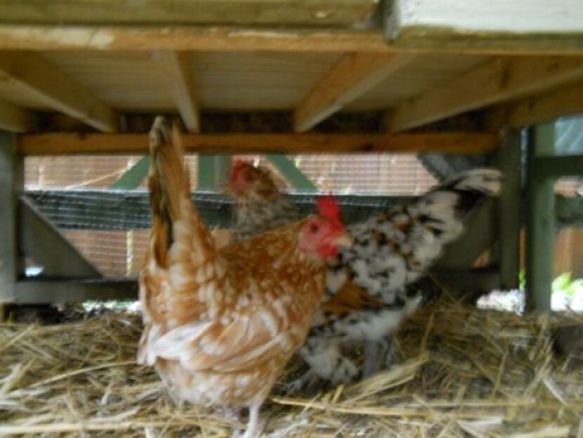 Bantams Louise and Flora wisely took cover under the henhouse during the hailstorm.