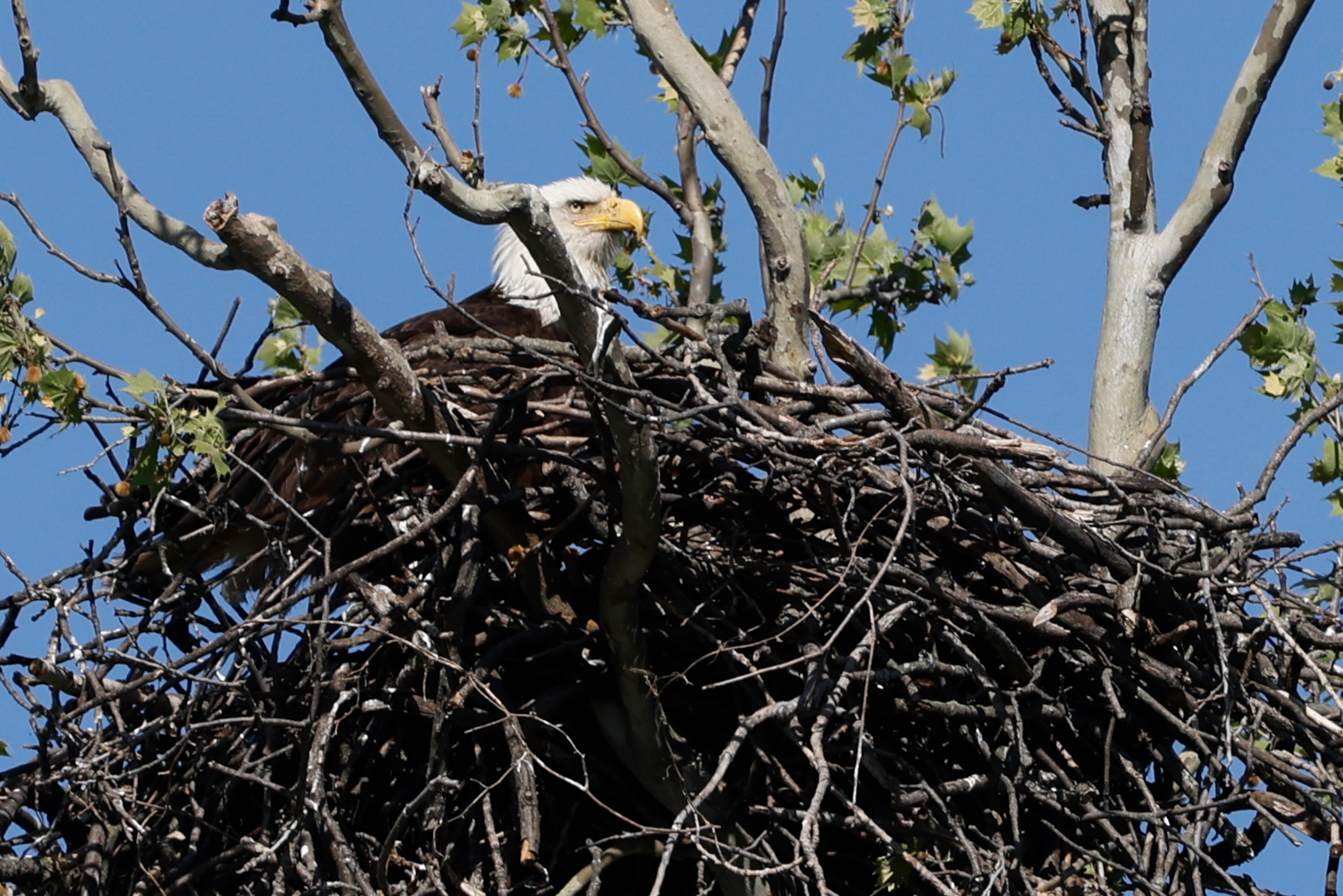 A bald eagle sits in its nest near White Rock Lake, Friday, April 5, 2024, in Dallas.