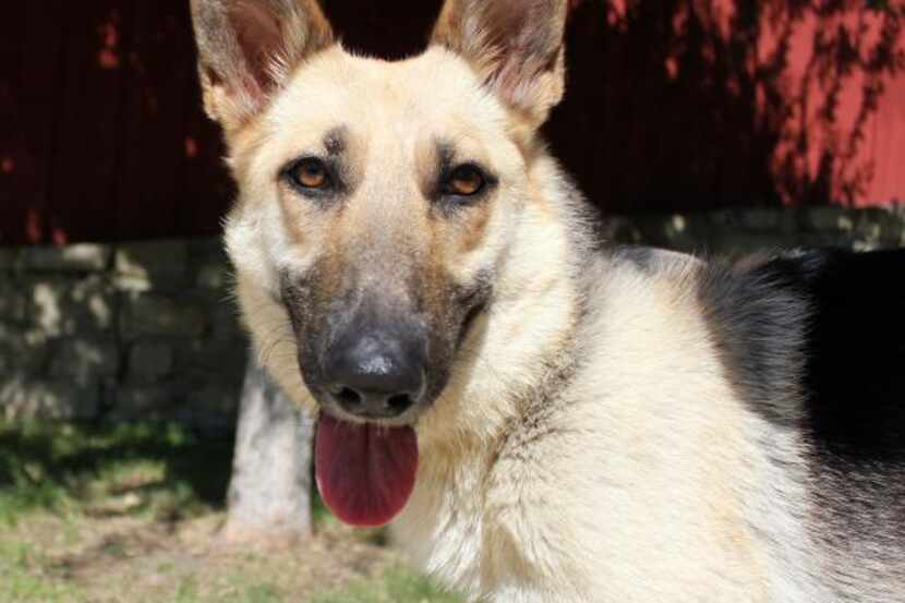 Delilah, later renamed Ava. A fearful three-legged German Shepherd rescued from the Rowlett...