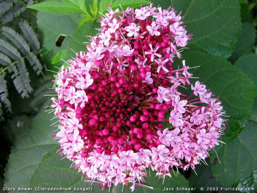 Cashmere bouquet blooms in sun and part sun. A hard-to-find pass-along plant, it is ideal...