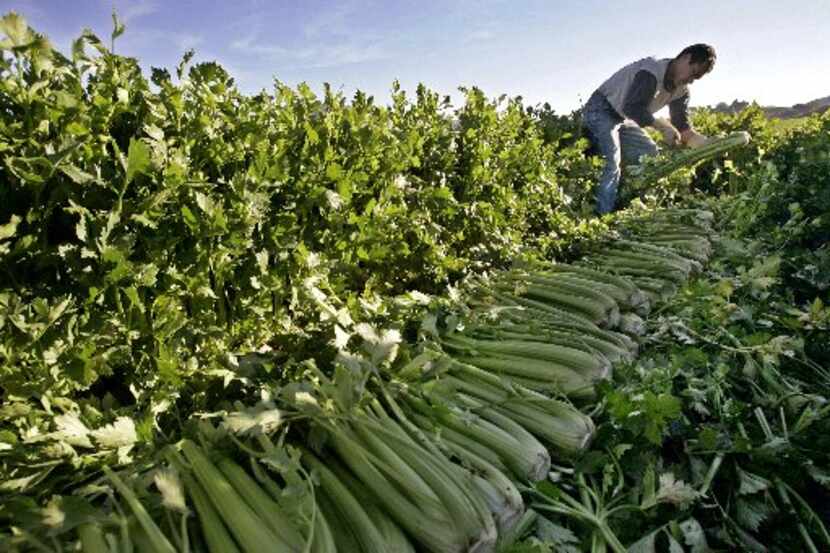 A fFarmworker cutting celery near Fillmore, Calif. The farm has 800 acres of celery ready...