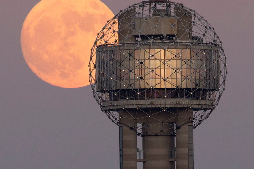 The Supermoon rises over Reunion Tower in downtown Dallas, Sunday evening, November 13,...