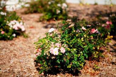  Drought-tolerant plants are an eco-friendly landscaping feature outside a home in Dallas....