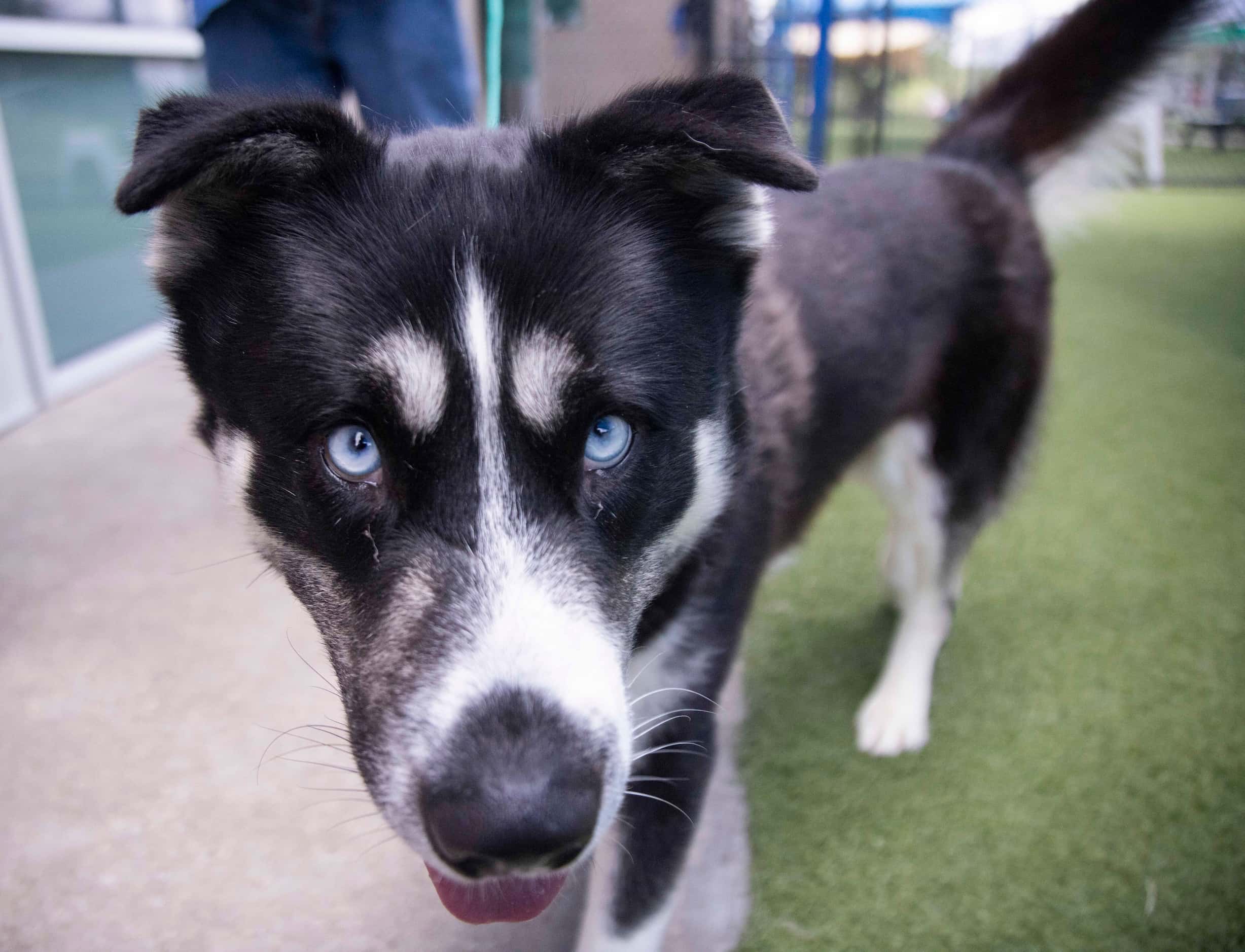Two-year-old Cane at Dallas Animal Services. Many animal shelter in the Dallas-Fort Worth...