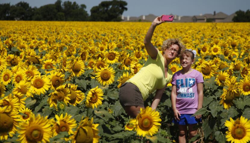 Laurie and Libby Skaggs from Tulsa, Okla., posed for pictures in a field of sunflowers in...