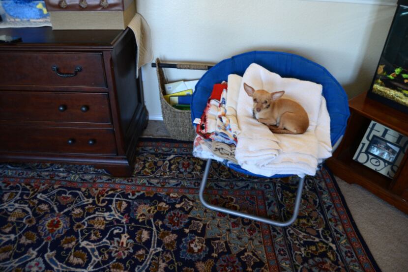 Sonic, the Oxford's dog, sits in a chair in the family living room. The Oxfords got the dog...