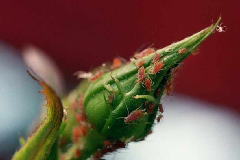 
Learn how to rid roses of aphids and other pests at all Calloway’s stores Saturday.
