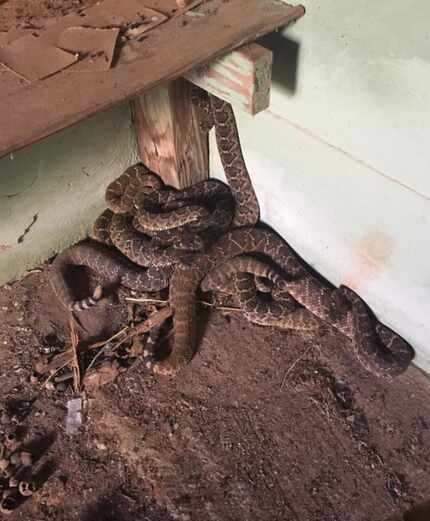 Just a bunch of snakes, hanging out in someone's house.