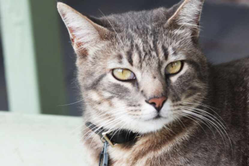 Chester the cat showed up at the historic Chestnut Square in McKinney in 2011 and has made...