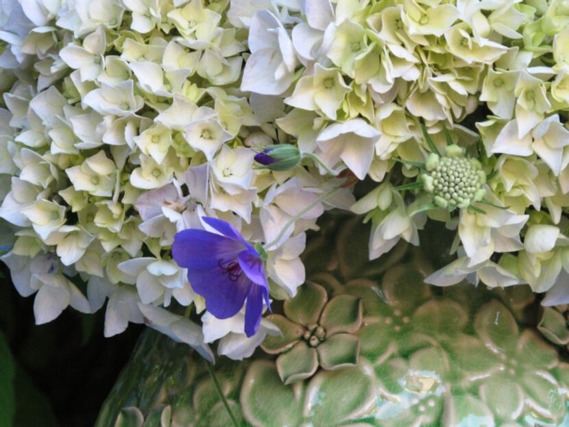 'Rozanne' geraniums put the finishing touch on a vase of hydrangeas.