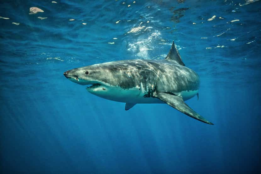 The odds of an unprovoked shark attack are about 1 in 11.5 million, says the Florida Program...