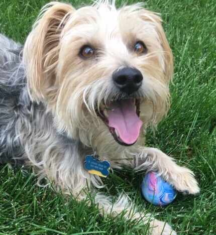 Kirby will be kicking off the bone hunt with his proud papa, Texas Rangers Hall of Fame...