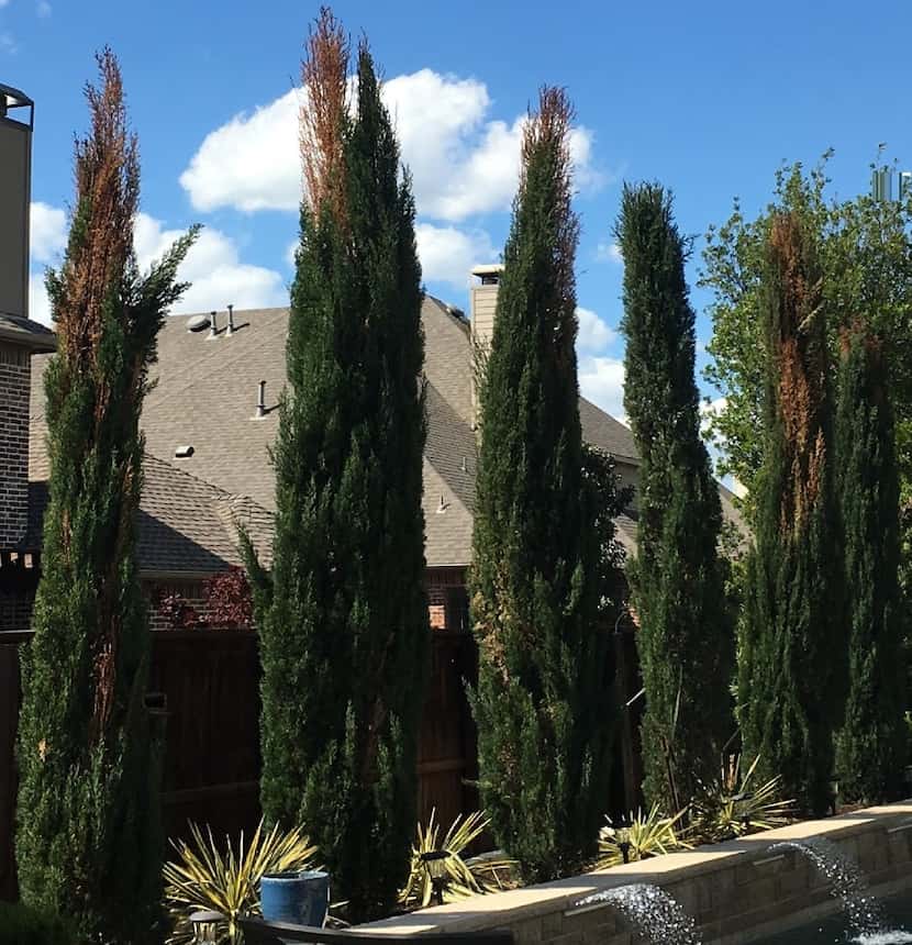 A row of Italian cypress exhibiting dead patches, which has been a widespread problem in the...