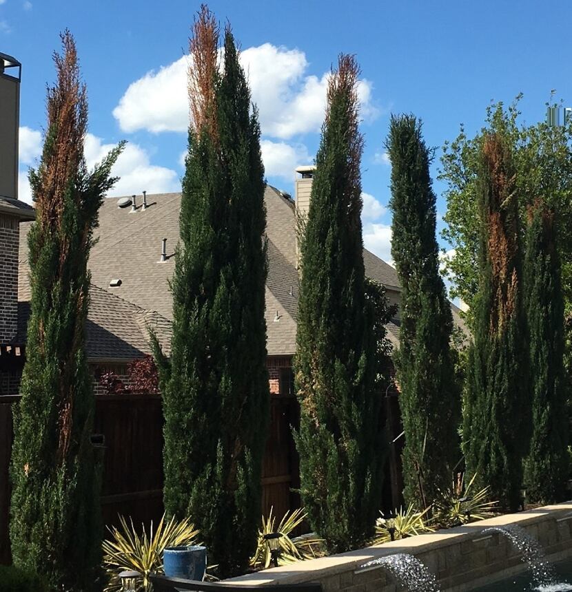 A row of Italian cypress exhibiting dead patches, which has been a widespread problem in the...