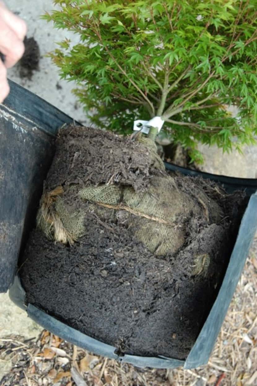 A 7-gallon dwarf Japanese maple tree had been balled and burlapped first, then jammed in a...