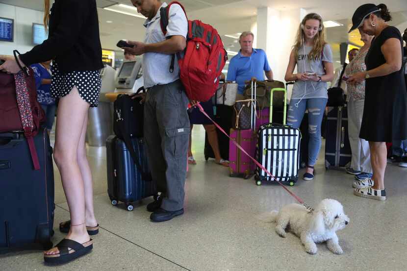 A dog named Jazzy waits in line with Delta passengers at a ticket counter at Newark Liberty...