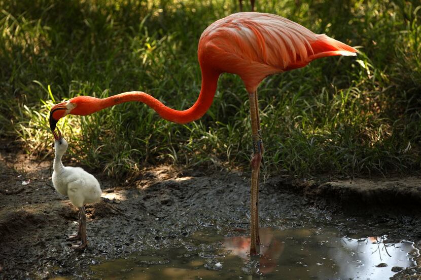 This mother flamingo (right) feeds one of her two babies. Thursday, August 4, 2011