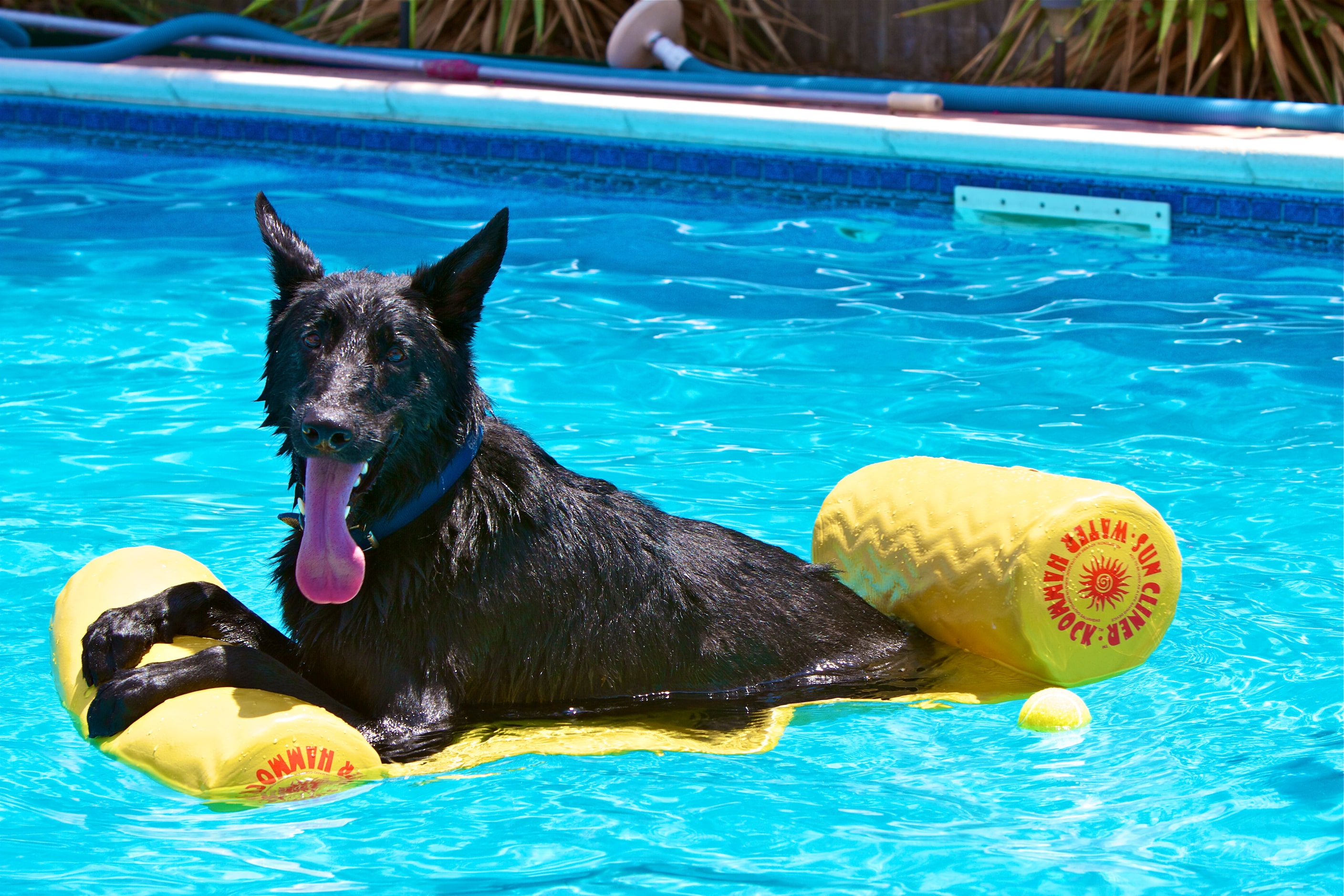 "Dog Day of Summer" by John Babis. 