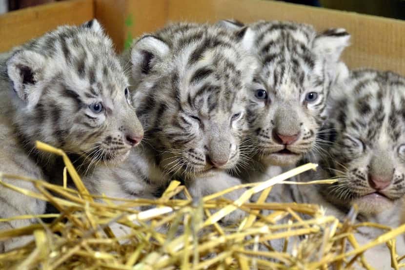 Four white tiger babies are presented at the zoo Kernhof, Austria (Outherbert...
