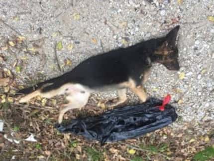  One of many dead dogs found near Dowdy Ferry Road last year. (Facebook)