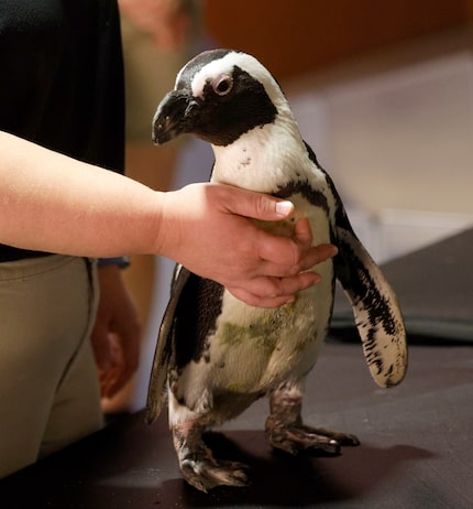 Donnie, an African penguin, was part of a rotating cast of animal greeters at the Zoo to Do...