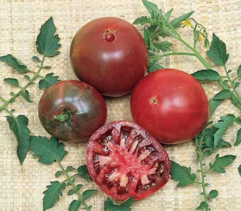 
‘Black Krim’, one of the black heirloom tomatoes, is early to produce and very tasty.
