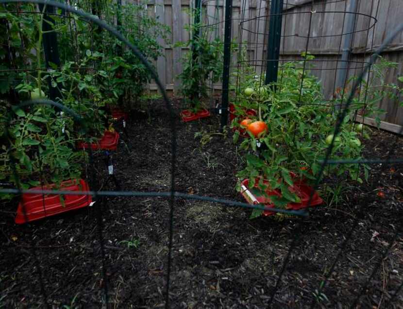 
This section of Nevil’s tomato patch is cultivated using organic methods. The red trays at...
