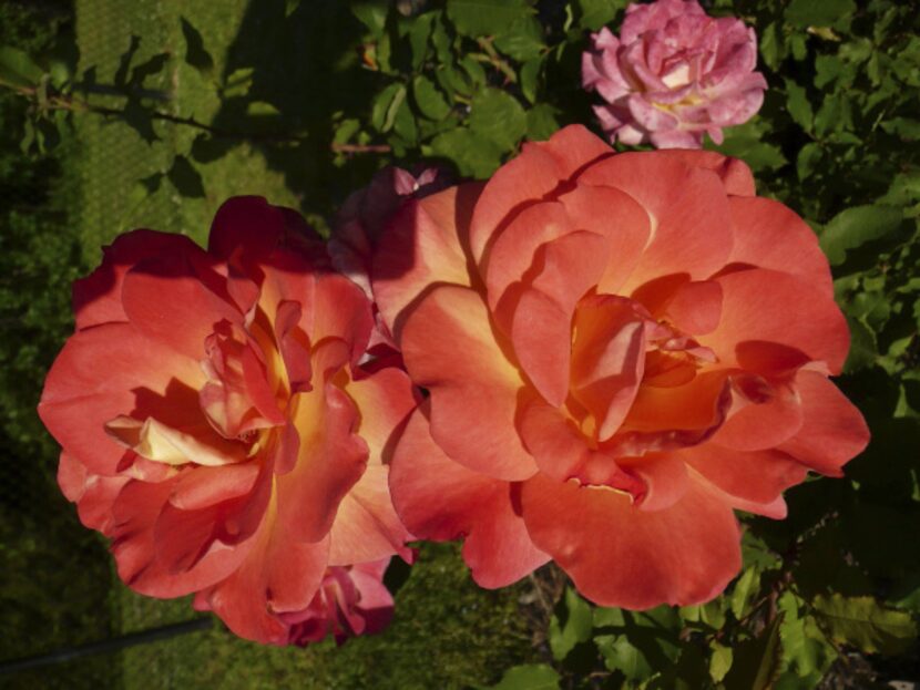 Hybrid tea rose 'Rio Samba' 
