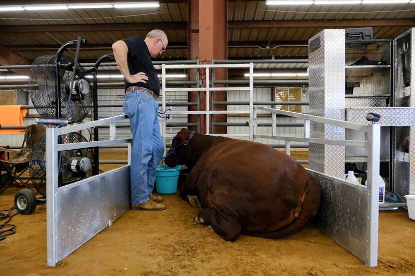 Bart Barber watches his daughter's show heifer Iris while she rests in a mobile stall at a...