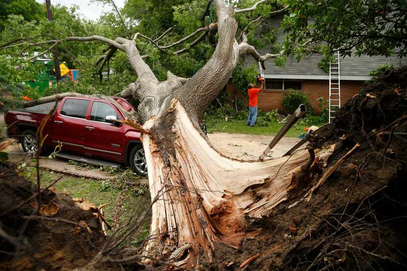 A red oak tree that fell as a tornado passed through Denton the previous day is seen on May...