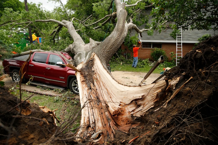 A red oak tree that fell as a tornado passed through Denton the previous day is seen on May...