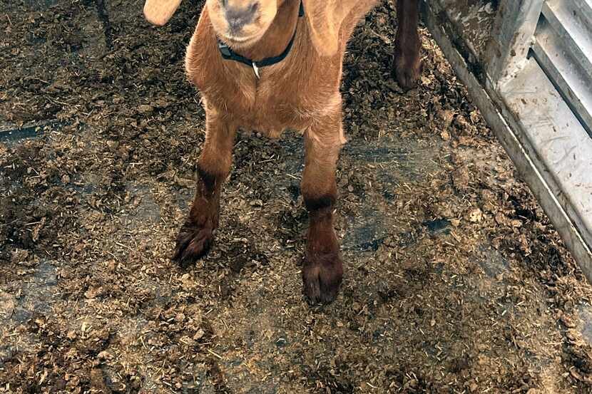 This photo provided by the Willacy County Livestock Show and Fair shows a rodeo goat named...