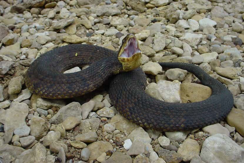 The cottonmouth, or water moccasin, is one of four types of venomous snakes found in North...