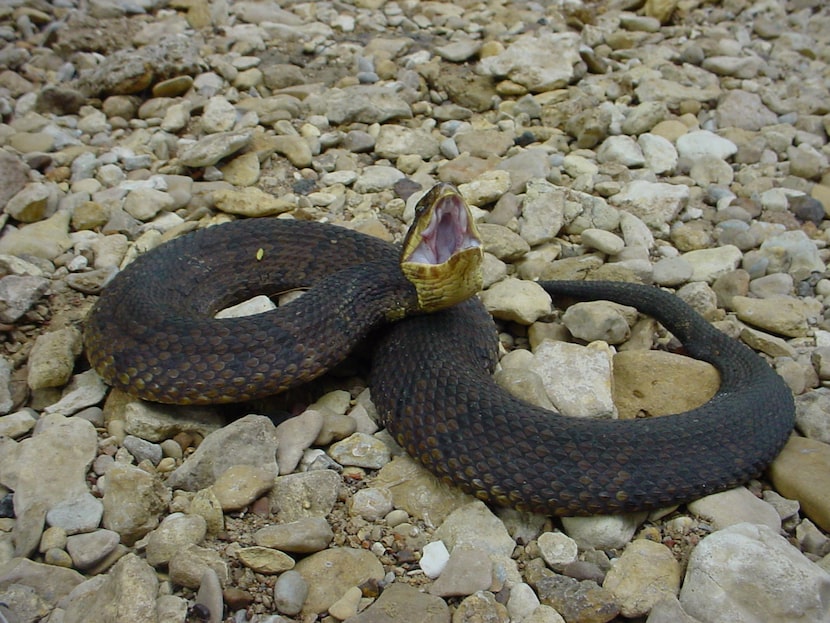 The cottonmouth, or water moccasin, is one of four types of venomous snakes found in North...