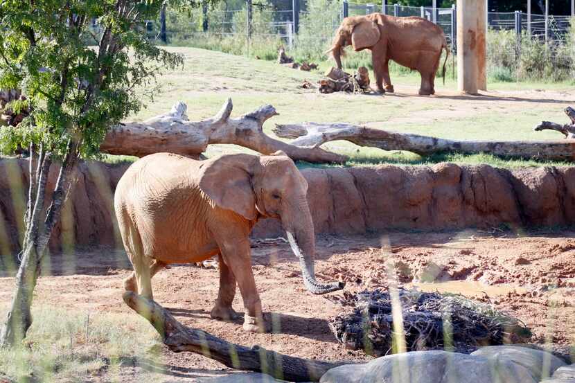  A group is working to keep the Dallas Zoo from adding to its elephant herd. (File Photo/Staff)