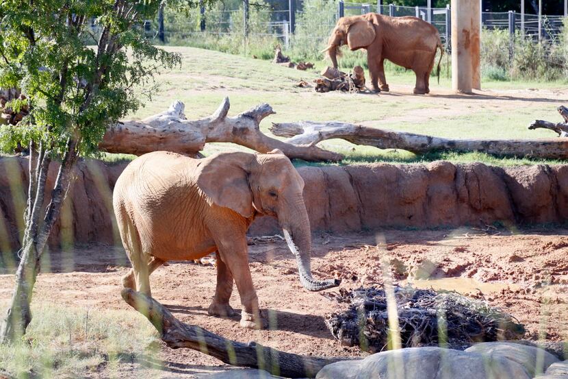  Congo, an elephant at Dallas Zoo approaches one of red oak root balls that Temple Emanu-El...