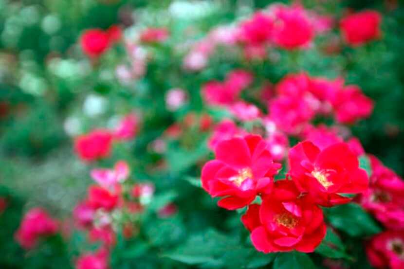 The Knockout rose variety is an earth-kind rose, meaning it grows without needing much bed...