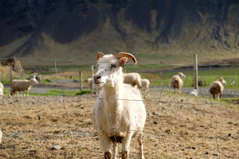 Sheep in Iceland