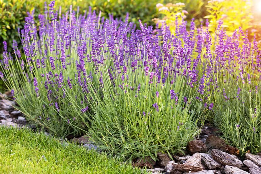 Lavender planted in a garden next to grass